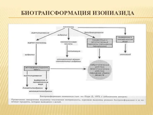 БИОТРАНСФОРМАЦИЯ ИЗОНИАЗИДА