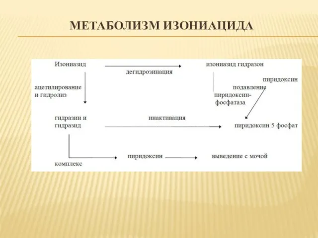 МЕТАБОЛИЗМ ИЗОНИАЦИДА