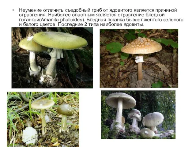 Неумение отличить съедобный гриб от ядовитого является причиной отравления. Наиболее опастным является отравление