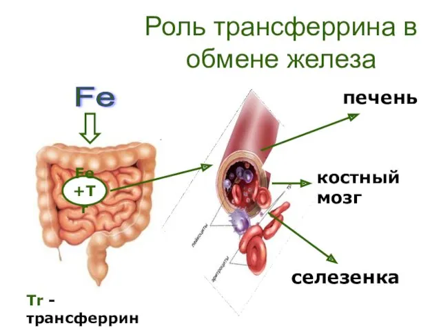 Роль трансферрина в обмене железа печень костный мозг селезенка Fe Tr - трансферрин Fe+Tr