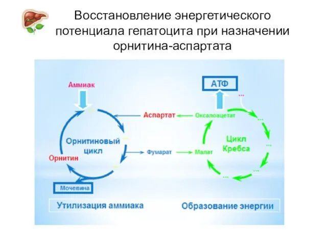 Восстановление энергетического потенциала гепатоцита при назначении орнитина-аспартата