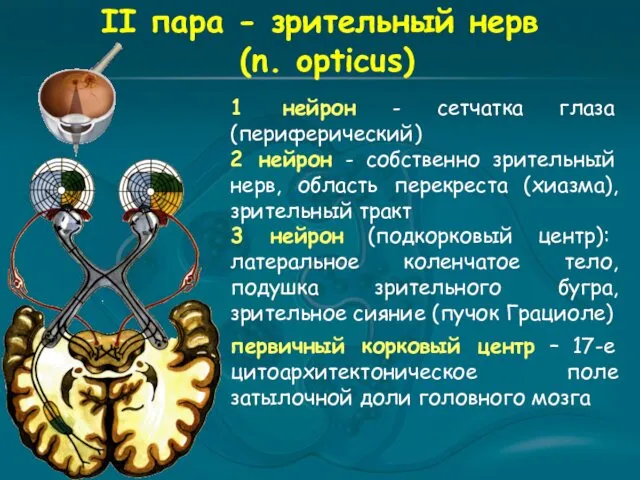 II пара - зрительный нерв (n. opticus) 1 нейрон -