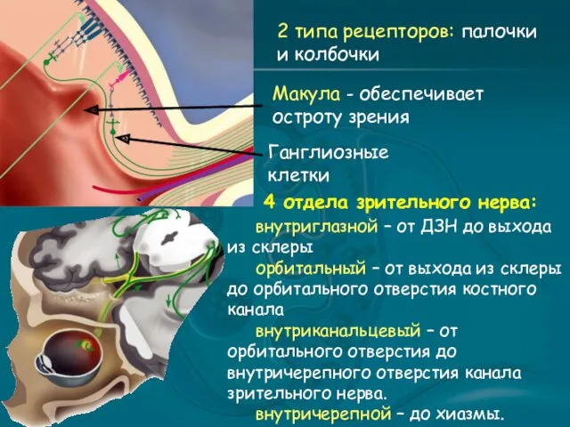 2 типа рецепторов: палочки и колбочки Ганглиозные клетки Макула -