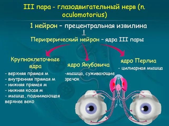 III пара - глазодвигательный нерв (n. oculomotorius) 1 нейрон –