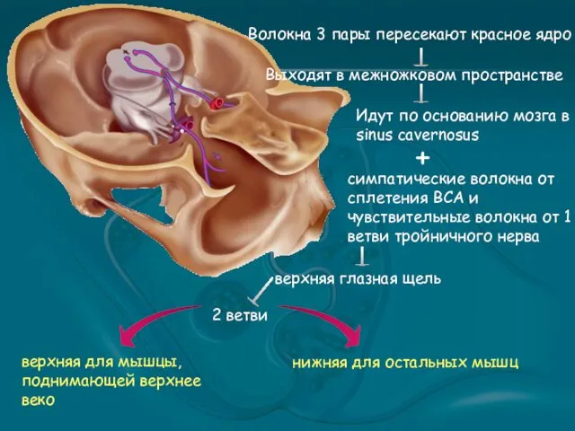 Волокна 3 пары пересекают красное ядро Выходят в межножковом пространстве