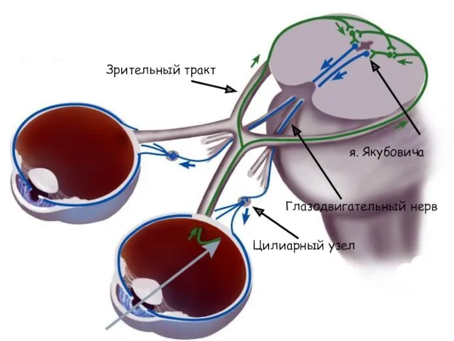 Зрительный тракт я. Якубовича Цилиарный узел Глазодвигательный нерв Зрачковый рефлекс