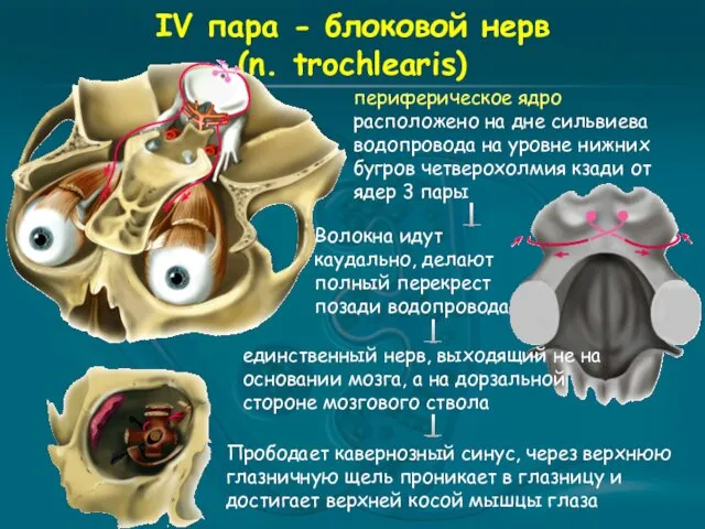 IV пара - блоковой нерв (n. trochlearis) периферическое ядро расположено