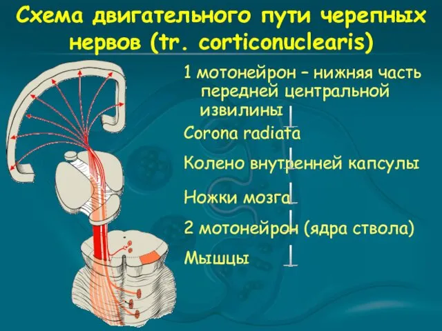 Схема двигательного пути черепных нервов (tr. corticonuclearis) 1 мотонейрон –