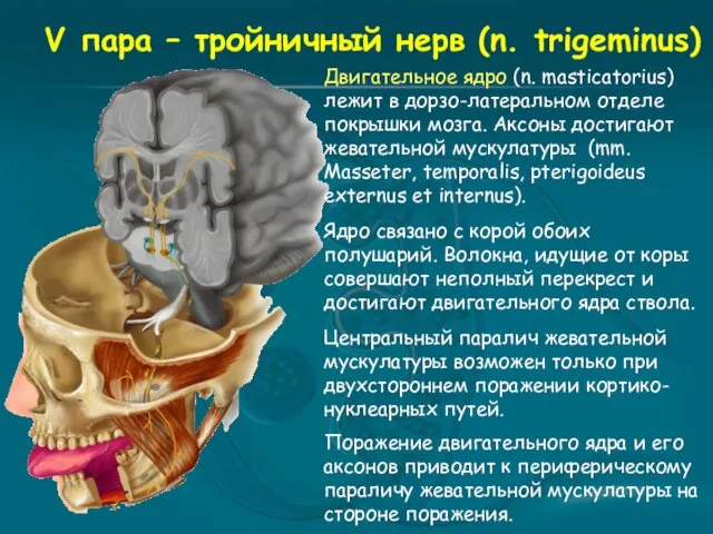 V пара – тройничный нерв (n. trigeminus) Двигательное ядро (n.