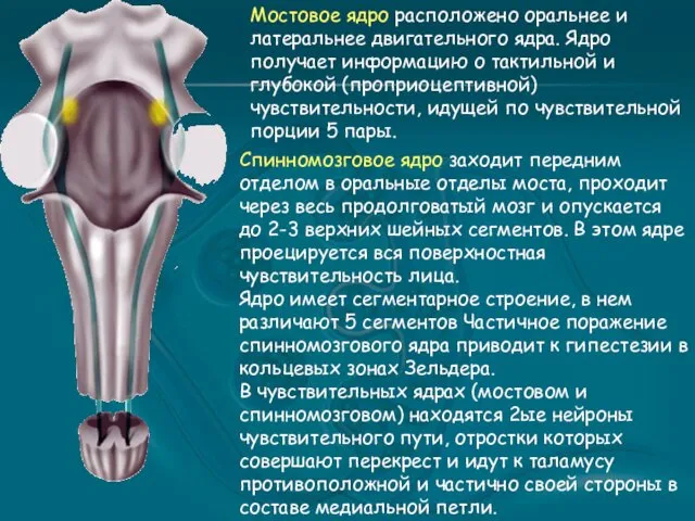 Мостовое ядро расположено оральнее и латеральнее двигательного ядра. Ядро получает