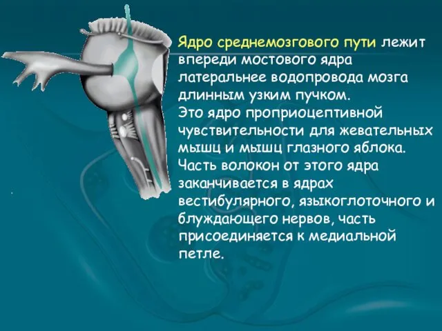 Ядро среднемозгового пути лежит впереди мостового ядра латеральнее водопровода мозга