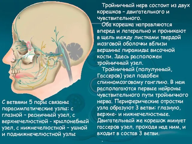 Тройничный нерв состоит из двух корешков – двигательного и чувствительного.