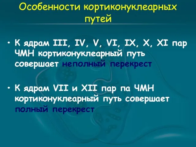 Особенности кортиконуклеарных путей К ядрам III, IV, V, VI, IX,