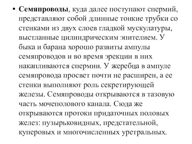 Семяпроводы, куда далее поступают спермий, представляют собой длинные тонкие трубки