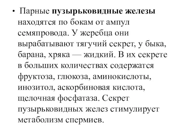 Парные пузырьковидные железы находятся по бокам от ампул семяпровода. У