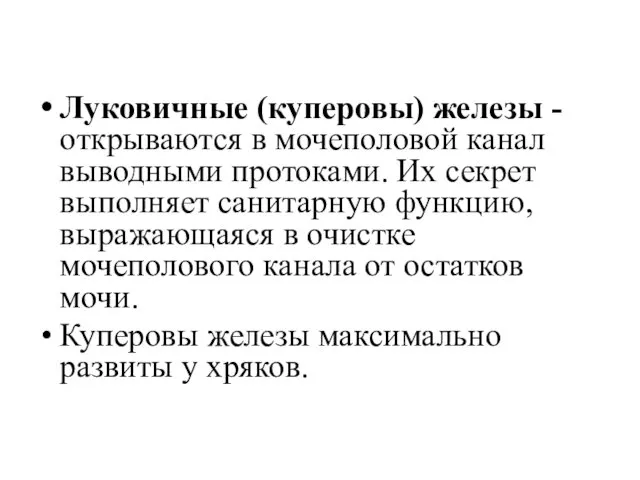 Луковичные (куперовы) железы - открываются в мочеполовой канал выводными протоками.