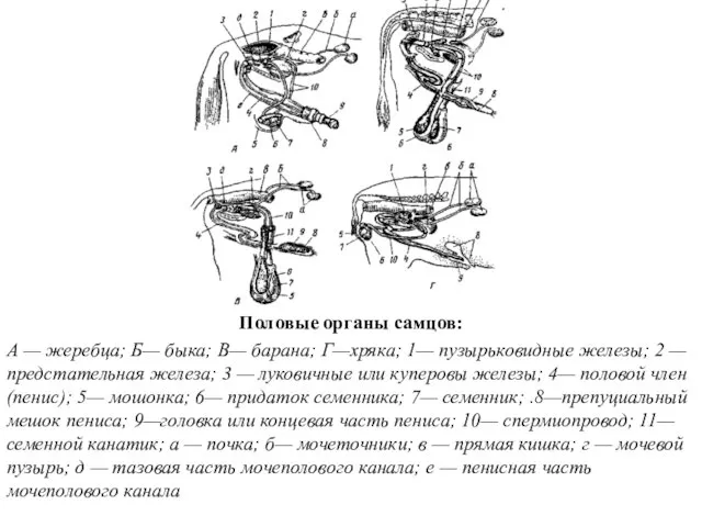 Половые органы самцов: А — жеребца; Б— быка; В— барана;