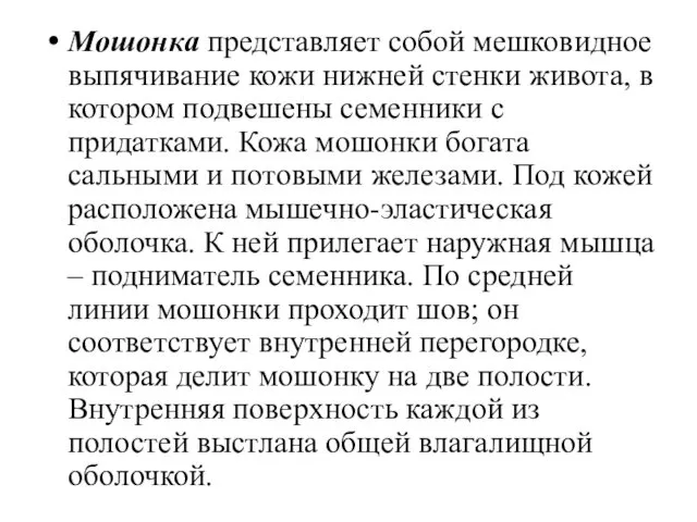 Мошонка представляет собой мешковидное выпячивание кожи нижней стенки живота, в