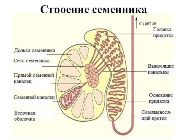 Строение семенника