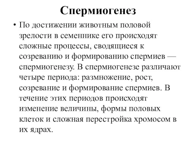 Спермиогенез По достижении животным половой зрелости в семеннике его происходят