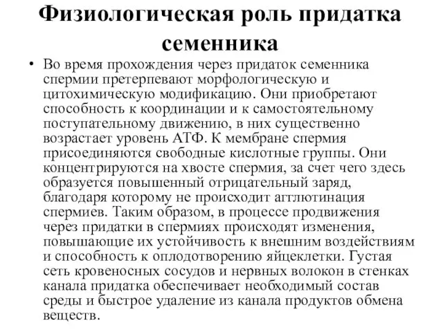 Физиологическая роль придатка семенника Во время прохождения через придаток семенника