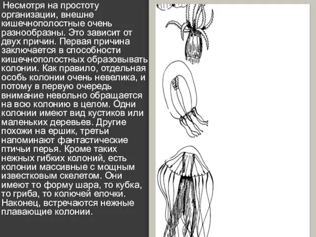 Несмотря на простоту организации, внешне кишечнополостные очень разнообразны. Это зависит