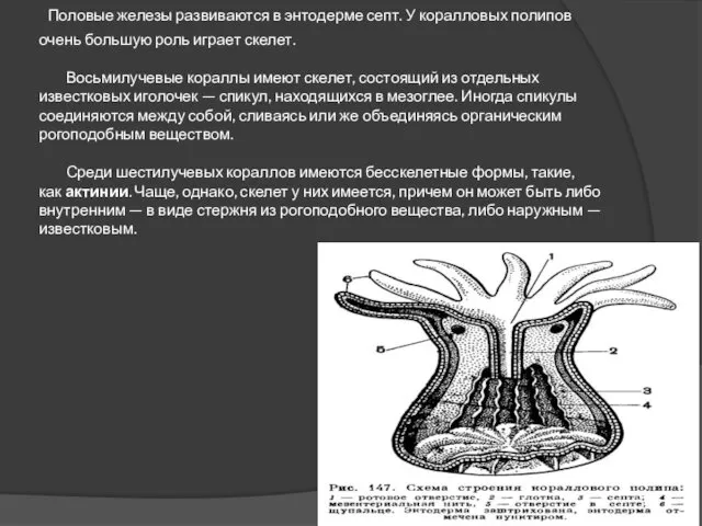 Половые железы развиваются в энтодерме септ. У коралловых полипов очень