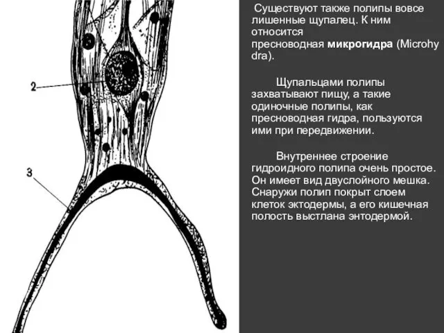 Существуют также полипы вовсе лишенные щупалец. К ним относится пресноводная