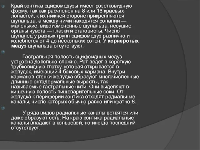 Край зонтика сцифомедузы имеет розетковидную форму, так как расчленен на