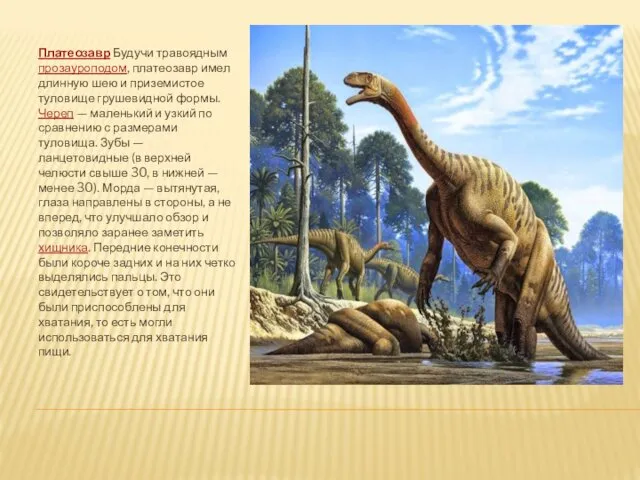 Платеозавр Будучи травоядным прозауроподом, платеозавр имел длинную шею и приземистое туловище грушевидной формы.