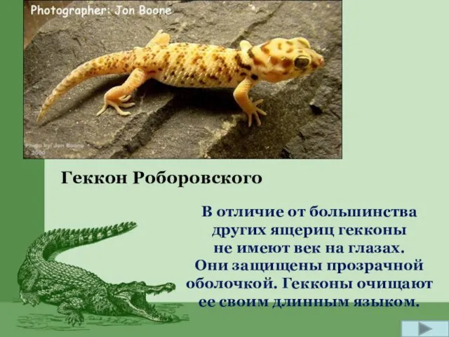 Геккон Роборовского В отличие от большинства других ящериц гекконы не