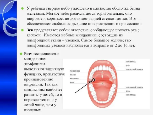 У ребенка твердое небо уплощено и слизистая оболочка бедна железами. Мягкое небо располагается