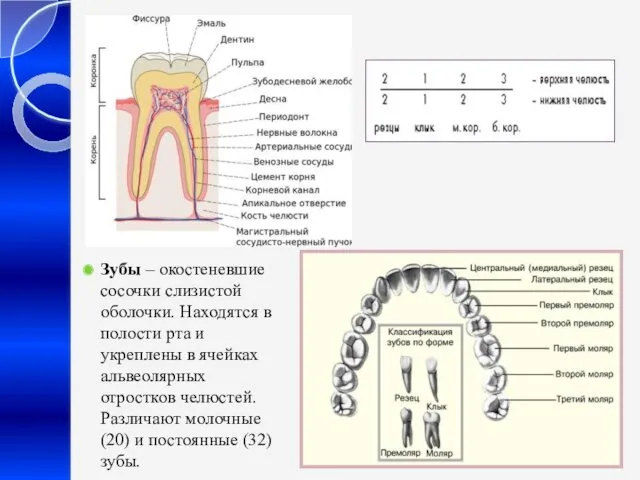 Зубы – окостеневшие сосочки слизистой оболочки. Находятся в полости рта и укреплены в