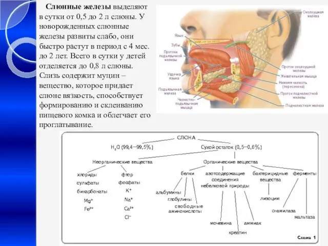 Слюнные железы выделяют в сутки от 0,5 до 2 л слюны. У новорожденных
