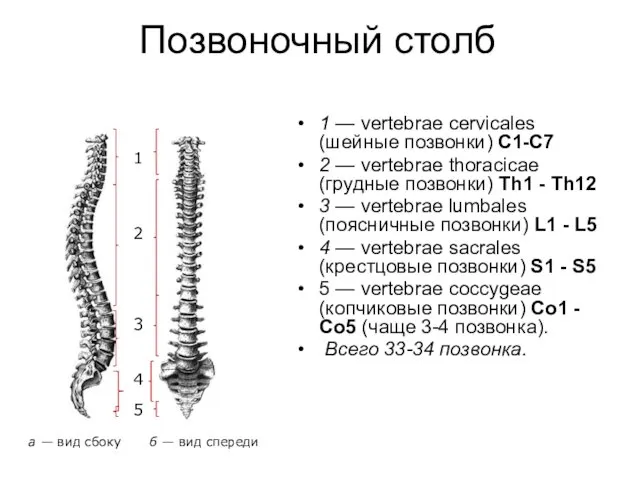 Позвоночный столб 1 — vertebrae cervicales (шейные позвонки) C1-С7 2 — vertebrae thoracicae