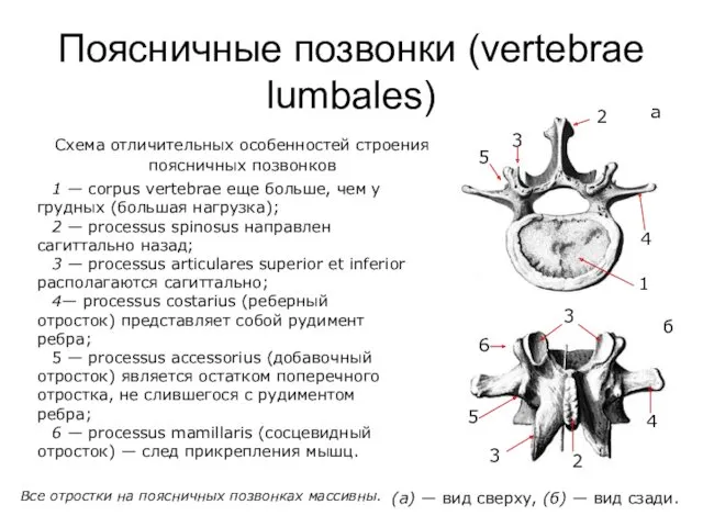 Поясничные позвонки (vertebrae lumbales) а б Схема отличительных особенностей строения поясничных позвонков (а)