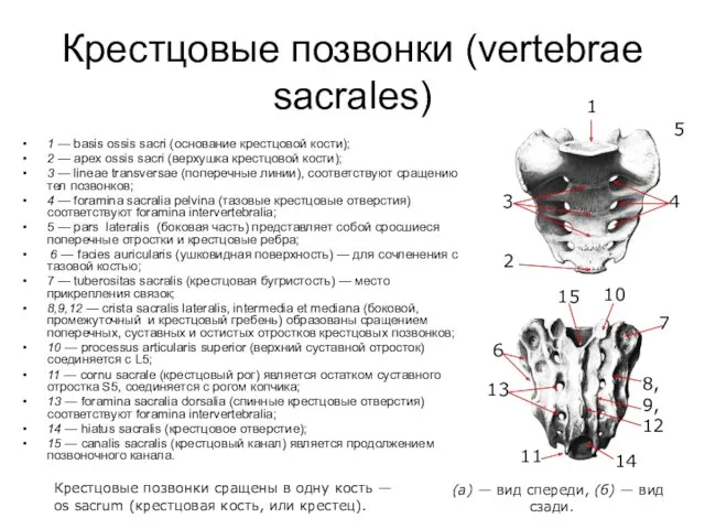 Крестцовые позвонки (vertebrae sacrales) 1 — basis ossis sacri (основание крестцовой кости); 2
