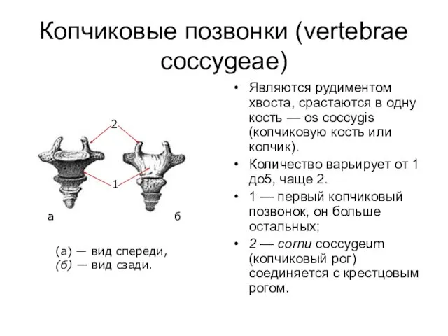Копчиковые позвонки (vertebrae coccygeae) Являются рудиментом хвоста, срастаются в одну кость — os