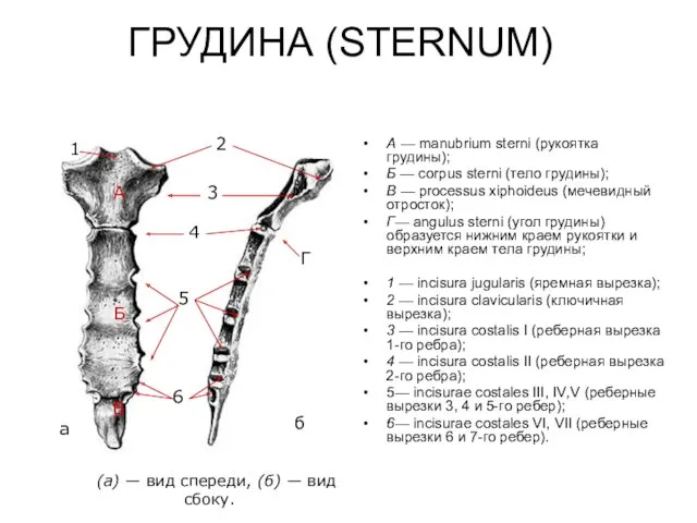 ГРУДИНА (STERNUM) А — manubrium sterni (рукоятка грудины); Б — corpus sterni (тело