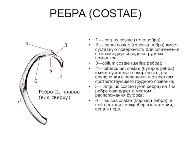 РЕБРА (COSTAE) 1 — corpus costae (тело ребра); 2 — caput costae (головка