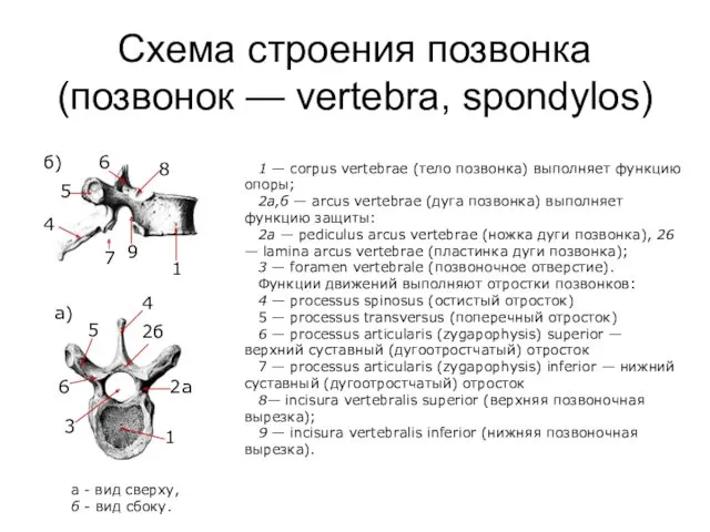 Схема строения позвонка (позвонок — vertebra, spondylos) а) б) 6 8 1 9