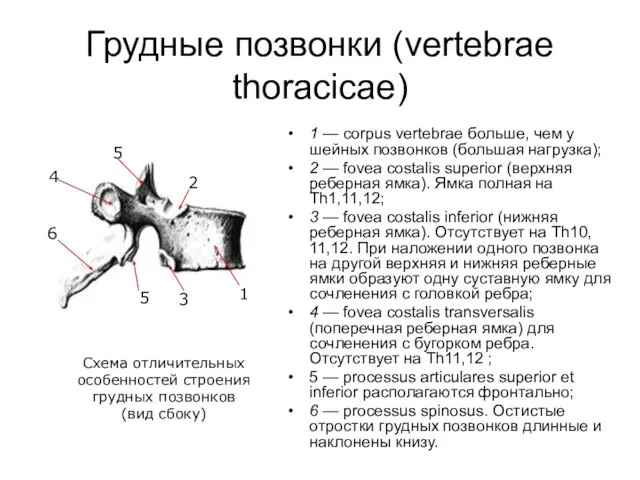 Грудные позвонки (vertebrae thoracicae) 1 — corpus vertebrae больше, чем у шейных позвонков