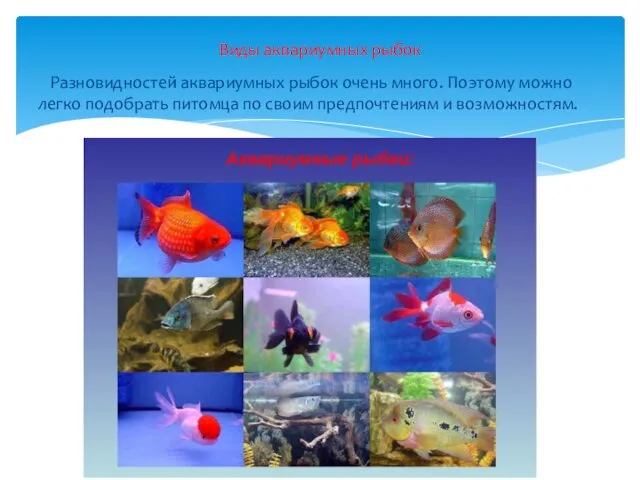 Разновидностей аквариумных рыбок очень много. Поэтому можно легко подобрать питомца по своим предпочтениям