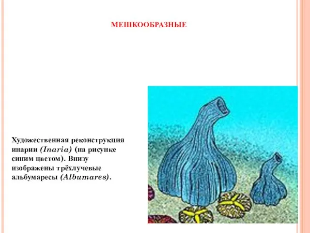 Художественная реконструкция инарии (Inaria) (на рисунке синим цветом). Внизу изображены трёхлучевые альбумаресы (Albumares). МЕШКООБРАЗНЫЕ
