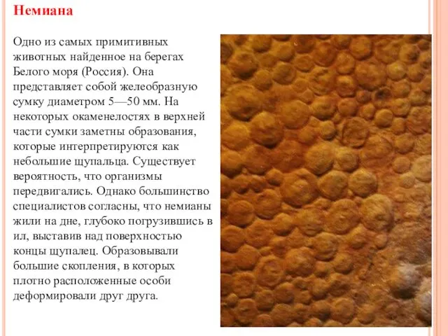 Немиана Одно из самых примитивных животных найденное на берегах Белого моря (Россия). Она