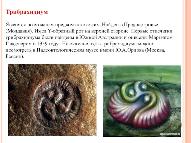 Трибрахидиум Является возможным предком иглокожих. Найден в Преднестровье (Молдавия). Имел Y-образный рот на