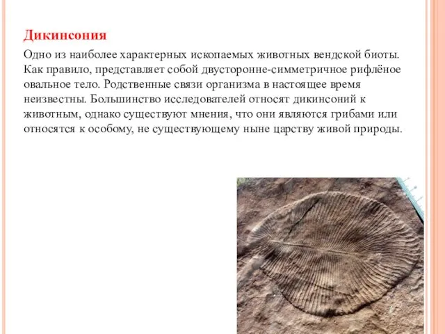Дикинсония Одно из наиболее характерных ископаемых животных вендской биоты. Как правило, представляет собой