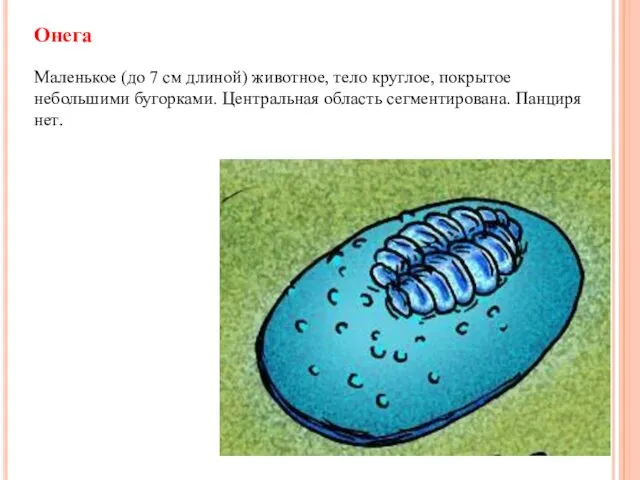 Онега Маленькое (до 7 см длиной) животное, тело круглое, покрытое небольшими бугорками. Центральная