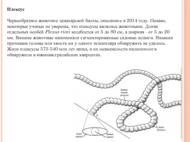 Плексус Червеобразное животное эдиакарской биоты, описанное в 2014 году. Однако,