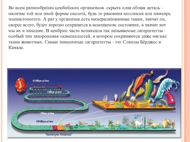 Во всем разнообразии кембийских организмов скрыта одна общая деталь - наличие той или